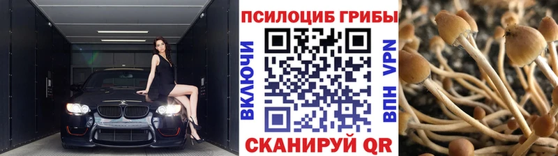 где купить   Меленки  Псилоцибиновые грибы Cubensis 